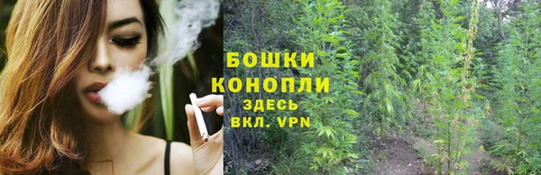 стаф Новозыбков